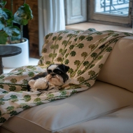 Hoshi resting on Coup de Chance fabric 🐶 @casalopez x @maisonthevenon #tissu #fabric #dog #casalopez #paris #decorationinterieur #decor 
#inspo #home #couch #salon #interiordecor #interiordesign #discover #tapis
